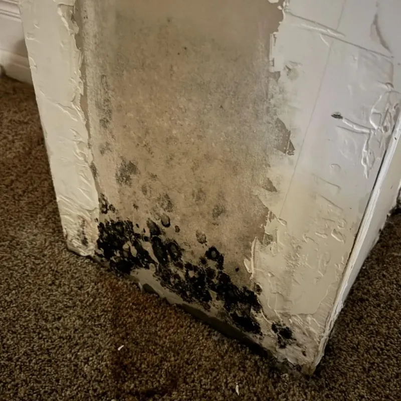 Professional Mold Removal in Osawatomie, KS